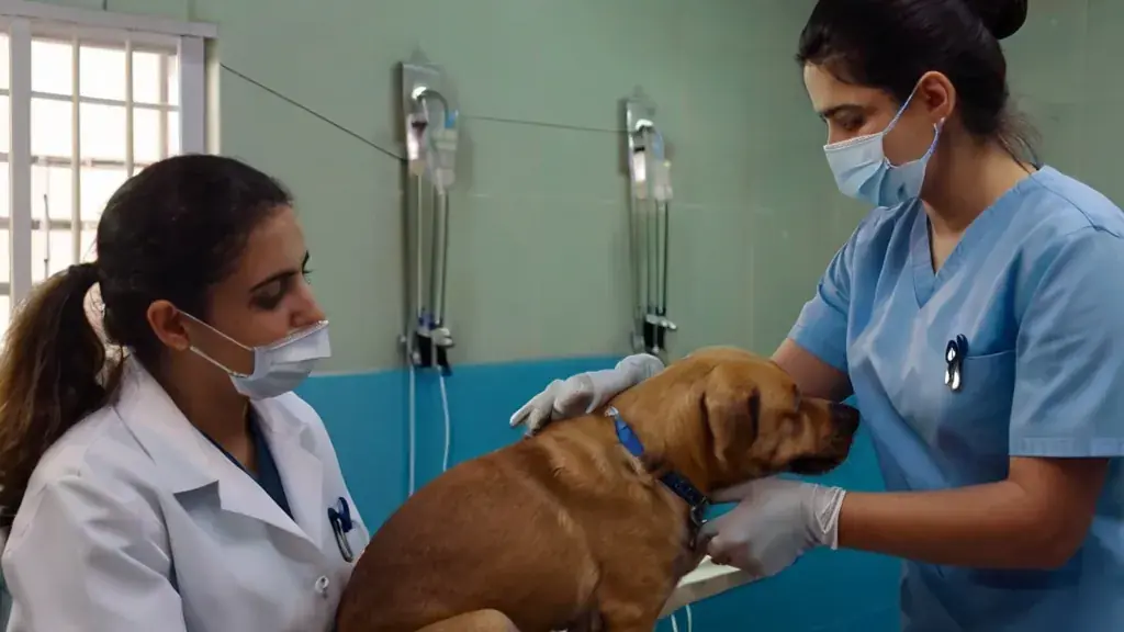 Cão em internação recebendo soro, acompanhado pela equipe