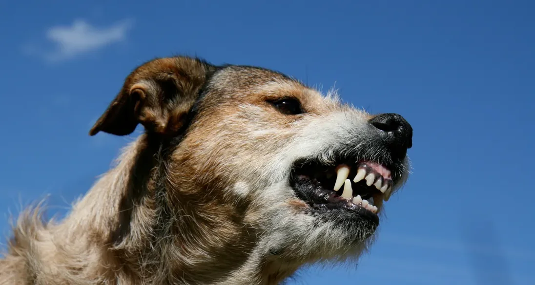 Cão de boca aberta latindo sob céu claro